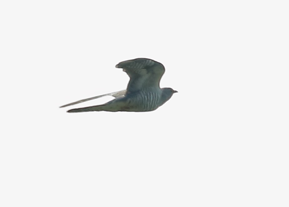 Oriental Cuckoo - ML195306071