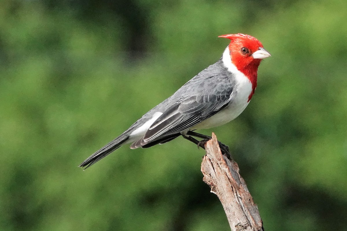 Red-crested Cardinal - Jennifer Roberts