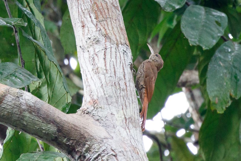 Dusky-capped Woodcreeper (Rondonia) - ML195306731