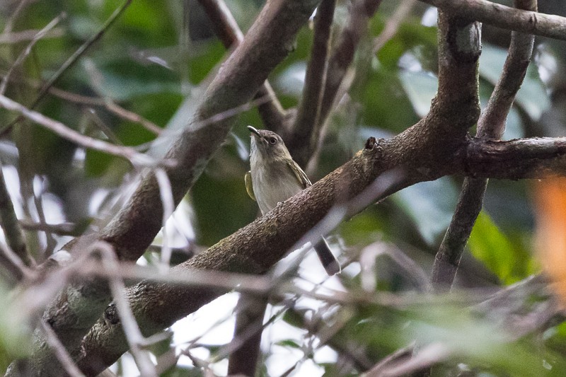 Buff-cheeked Tody-Flycatcher - ML195306791