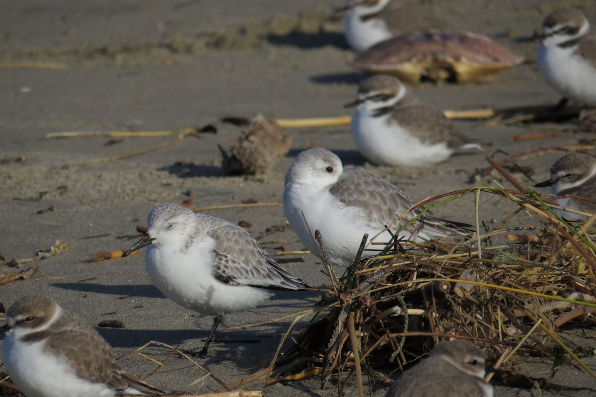 Snowy Plover - ML195307331