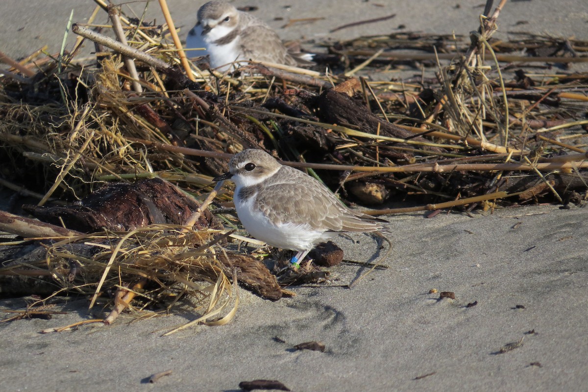 Snowy Plover - Ross Hubbard