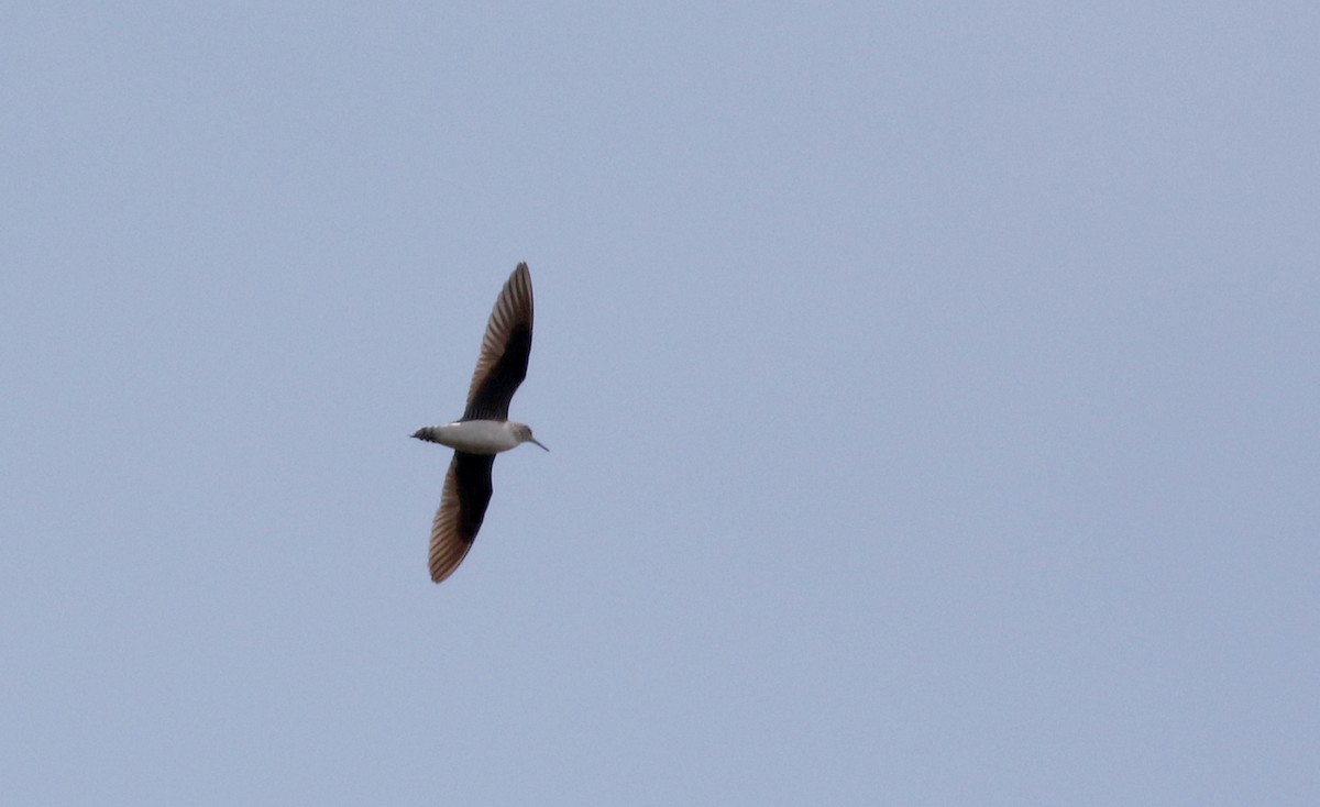 Solitary Sandpiper - ML195307721