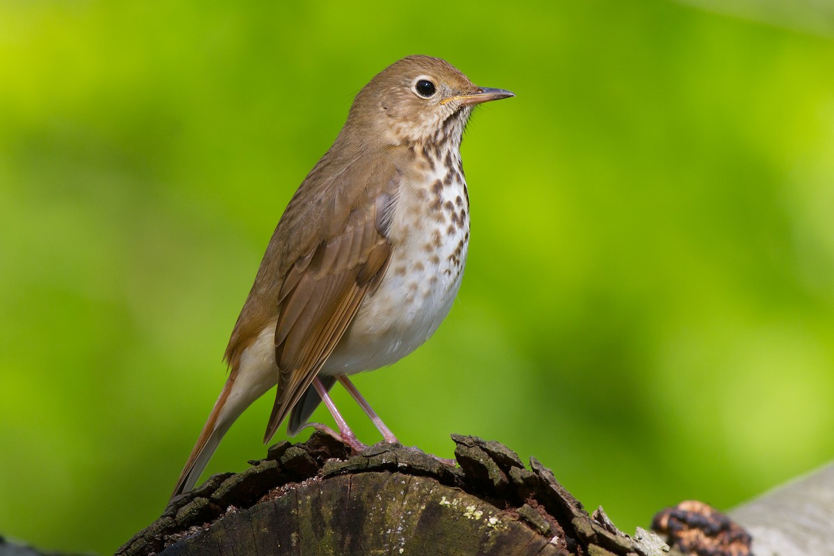 Hermit Thrush - ML195308241