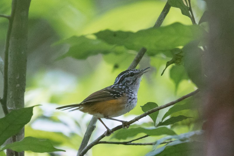 Manicore Warbling-Antbird - Silvia Faustino Linhares