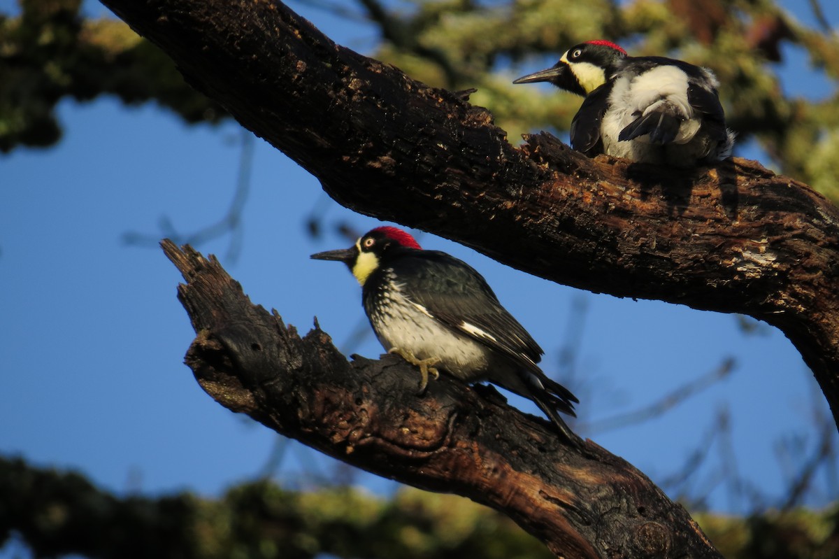 Acorn Woodpecker - Ross Hubbard