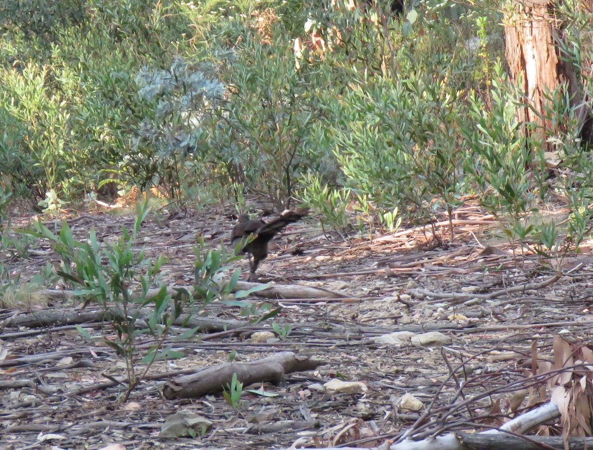Superb Lyrebird - ML195311451