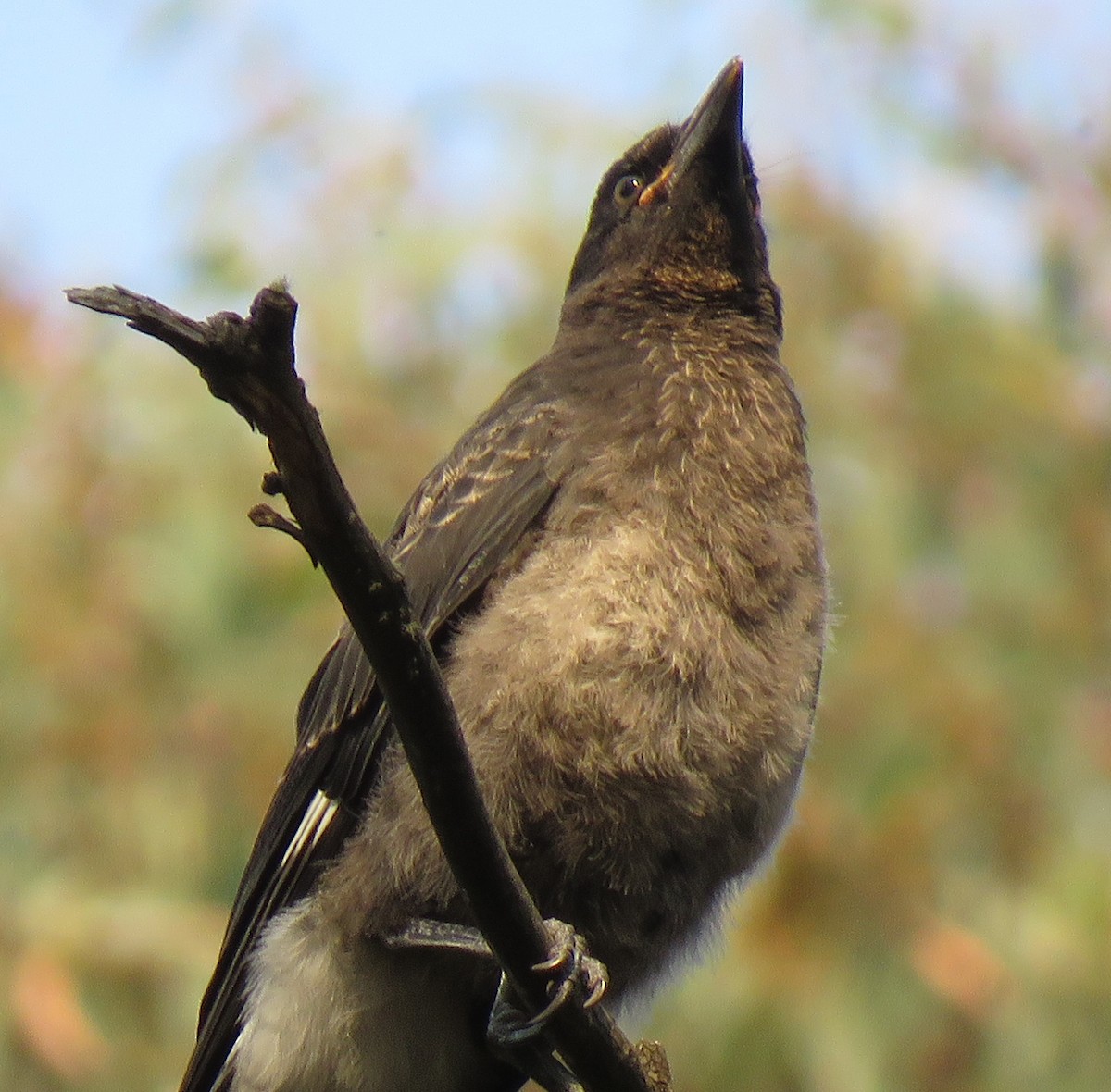 Pied Currawong - ML195311561