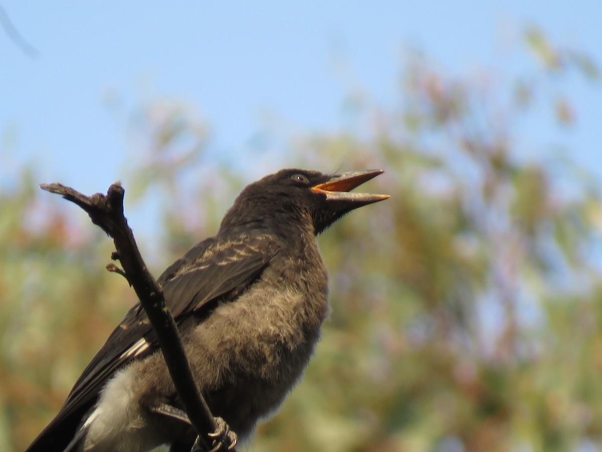 Pied Currawong - ML195311641