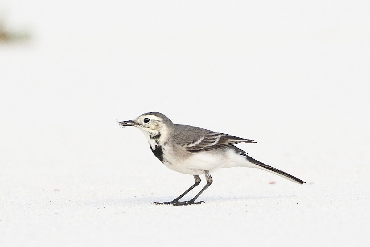 White Wagtail - ML195313491