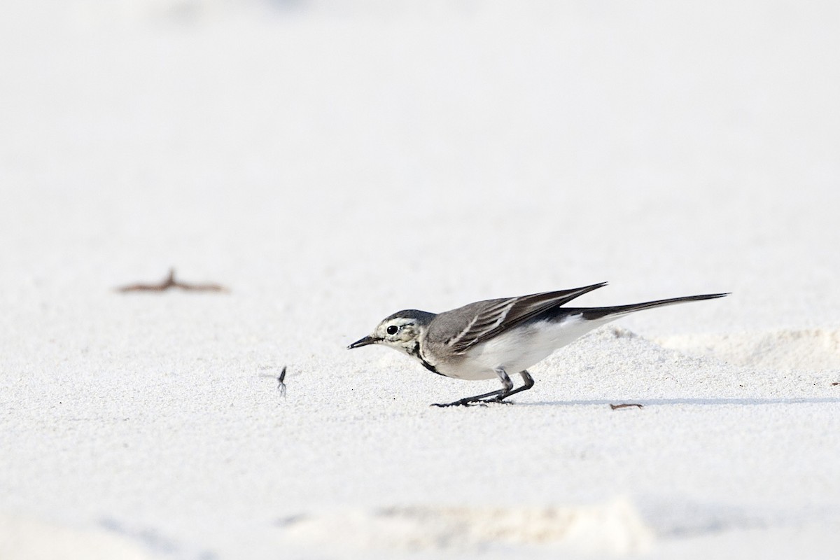 White Wagtail - ML195313511