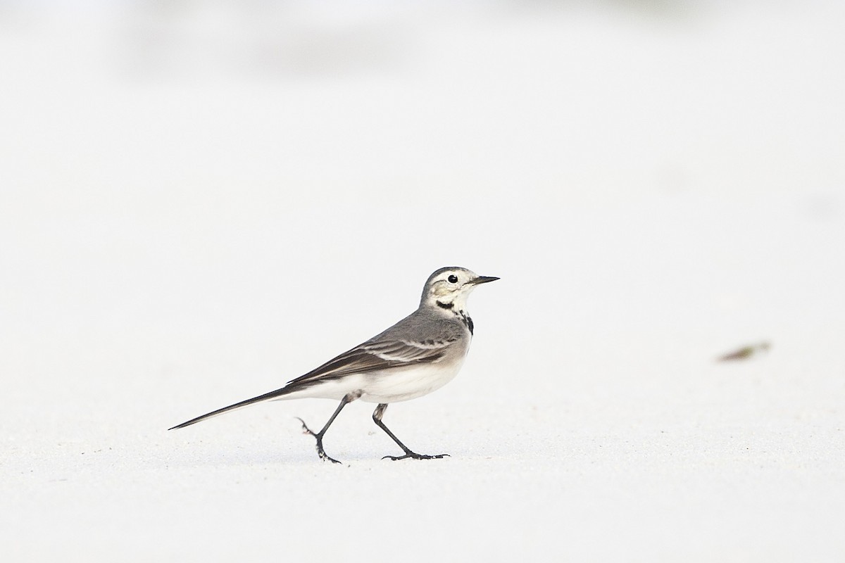 White Wagtail - RJ Dodd