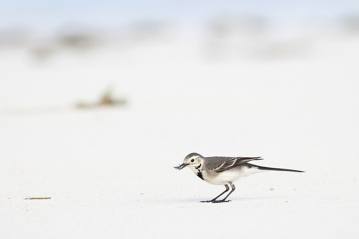 White Wagtail - ML195313541