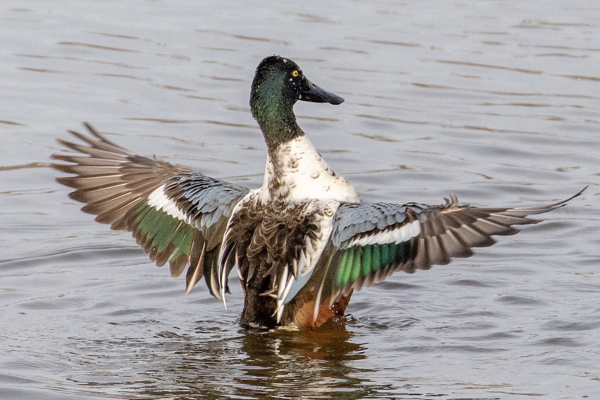 Northern Shoveler - ML195314201