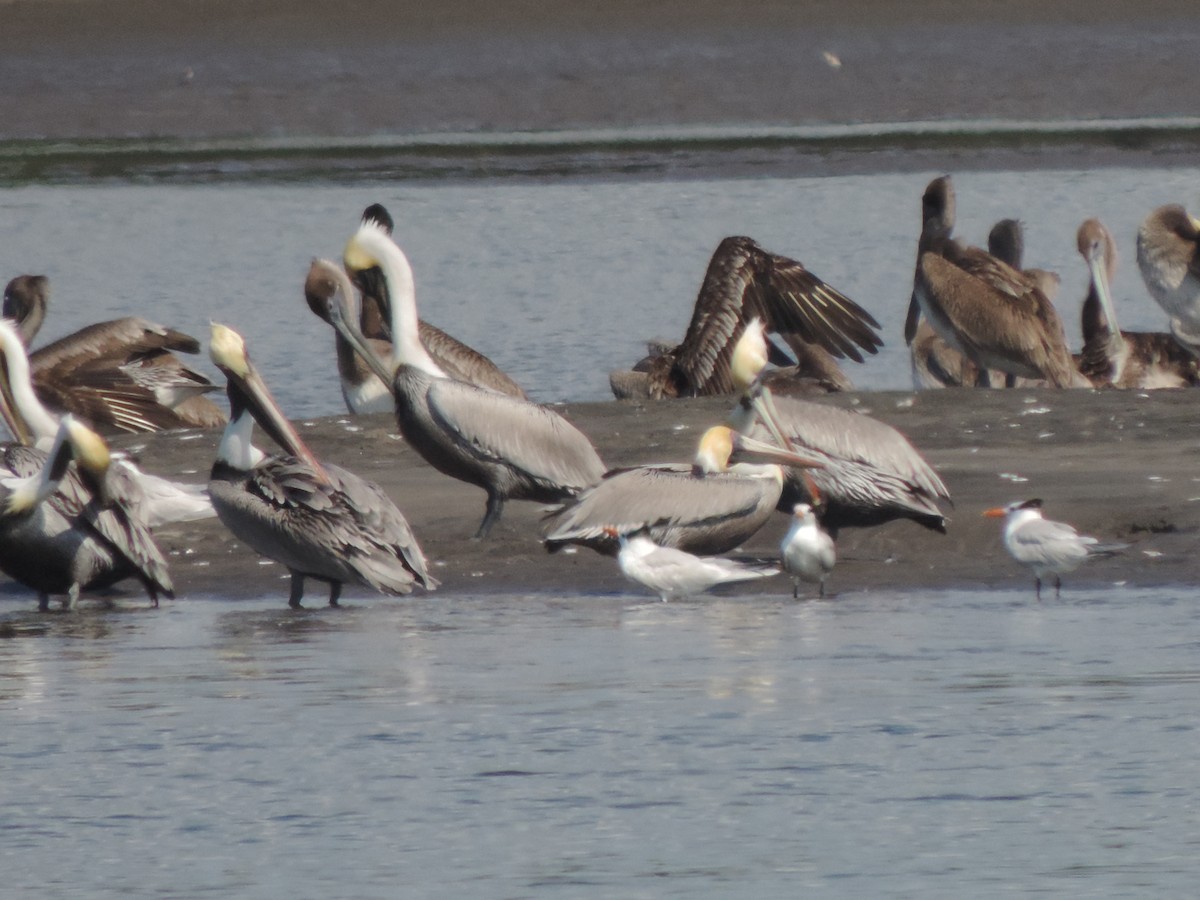 Brown Pelican - ML195314481