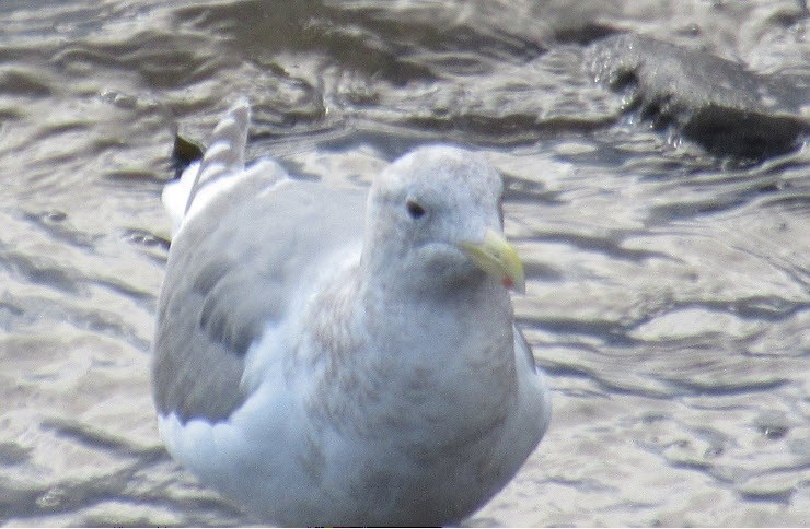 Glaucous-winged Gull - ML195314821