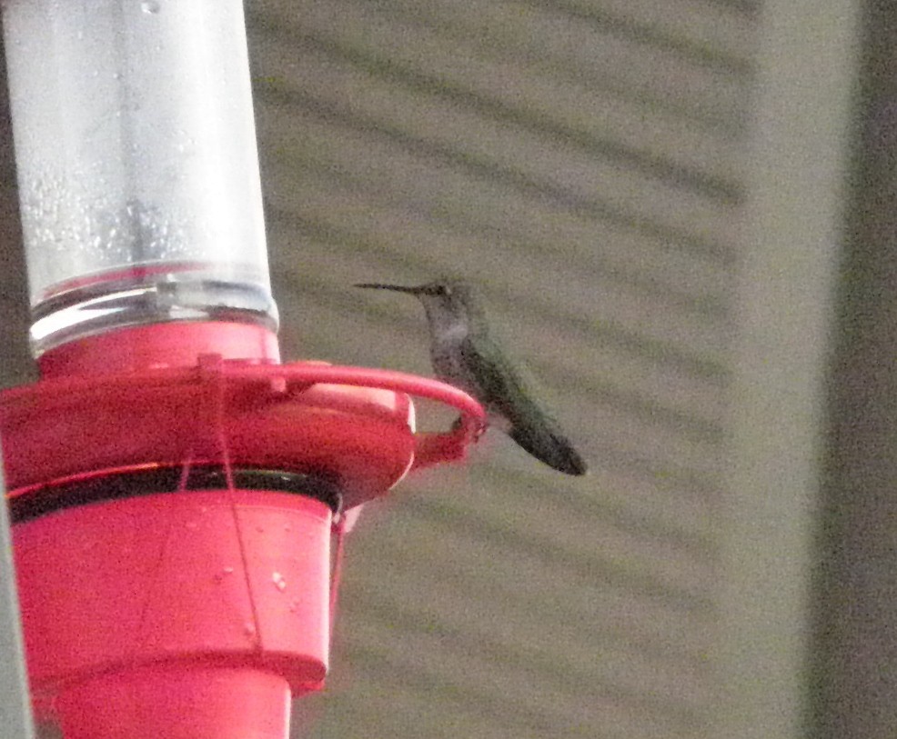 Anna's Hummingbird - ML195315021
