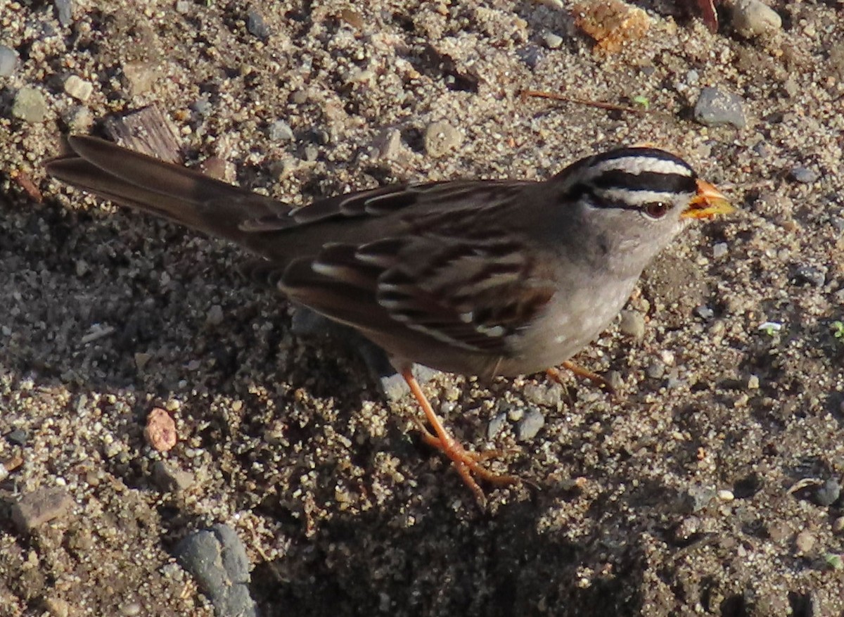 White-crowned Sparrow - Diane Etchison