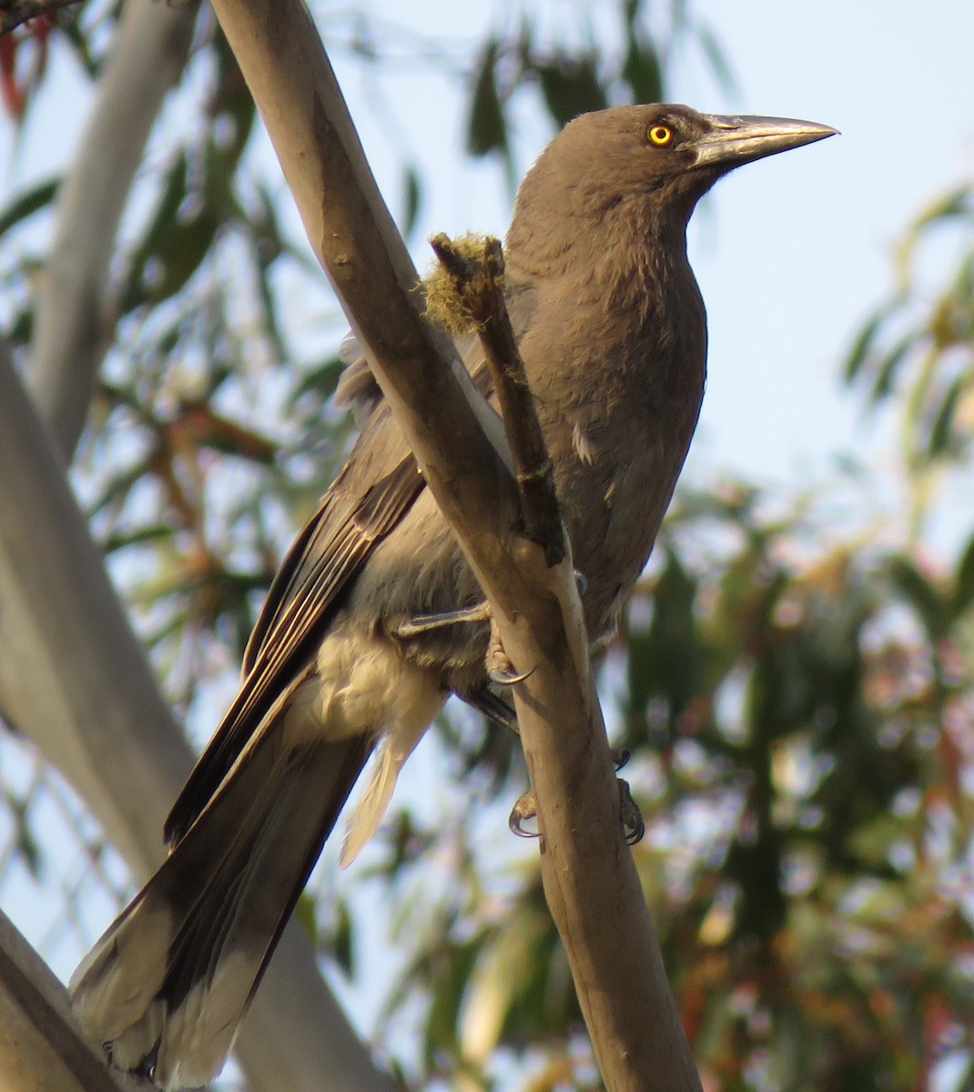 Gray Currawong - ML195316661