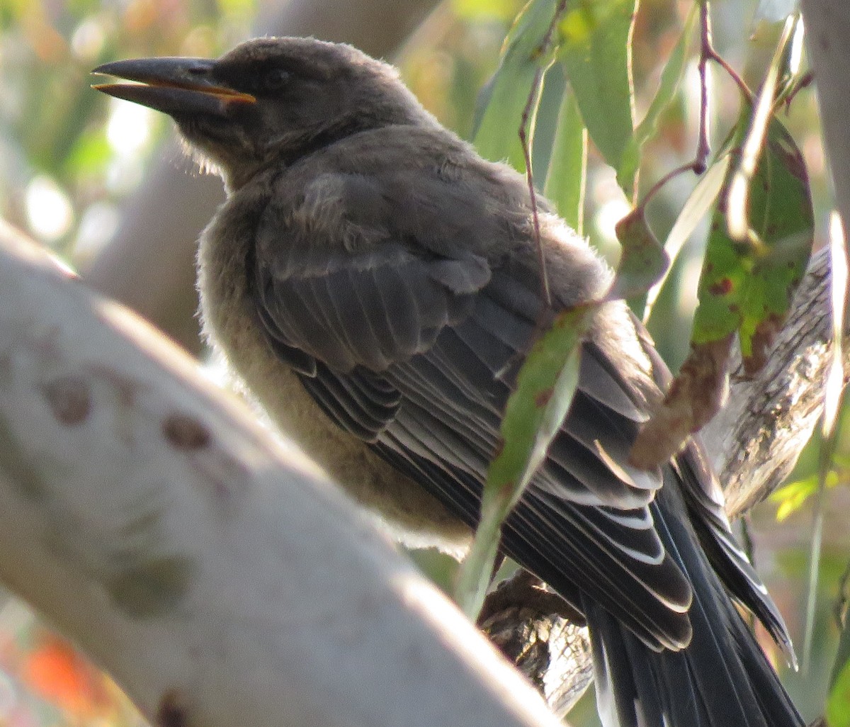 Gray Currawong - ML195316681