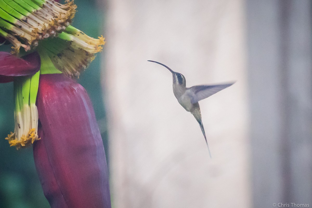 Long-billed Hermit - ML195317261