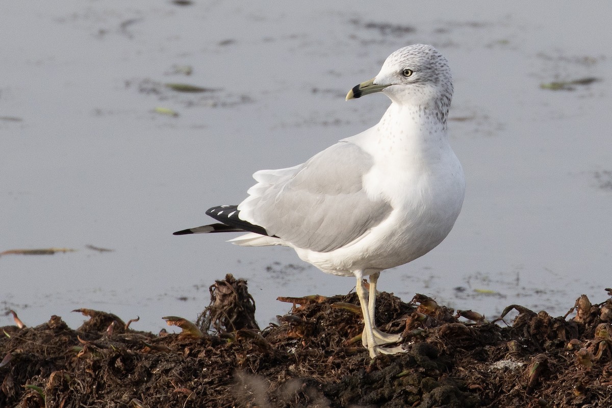 Ring-billed Gull - ML195317561