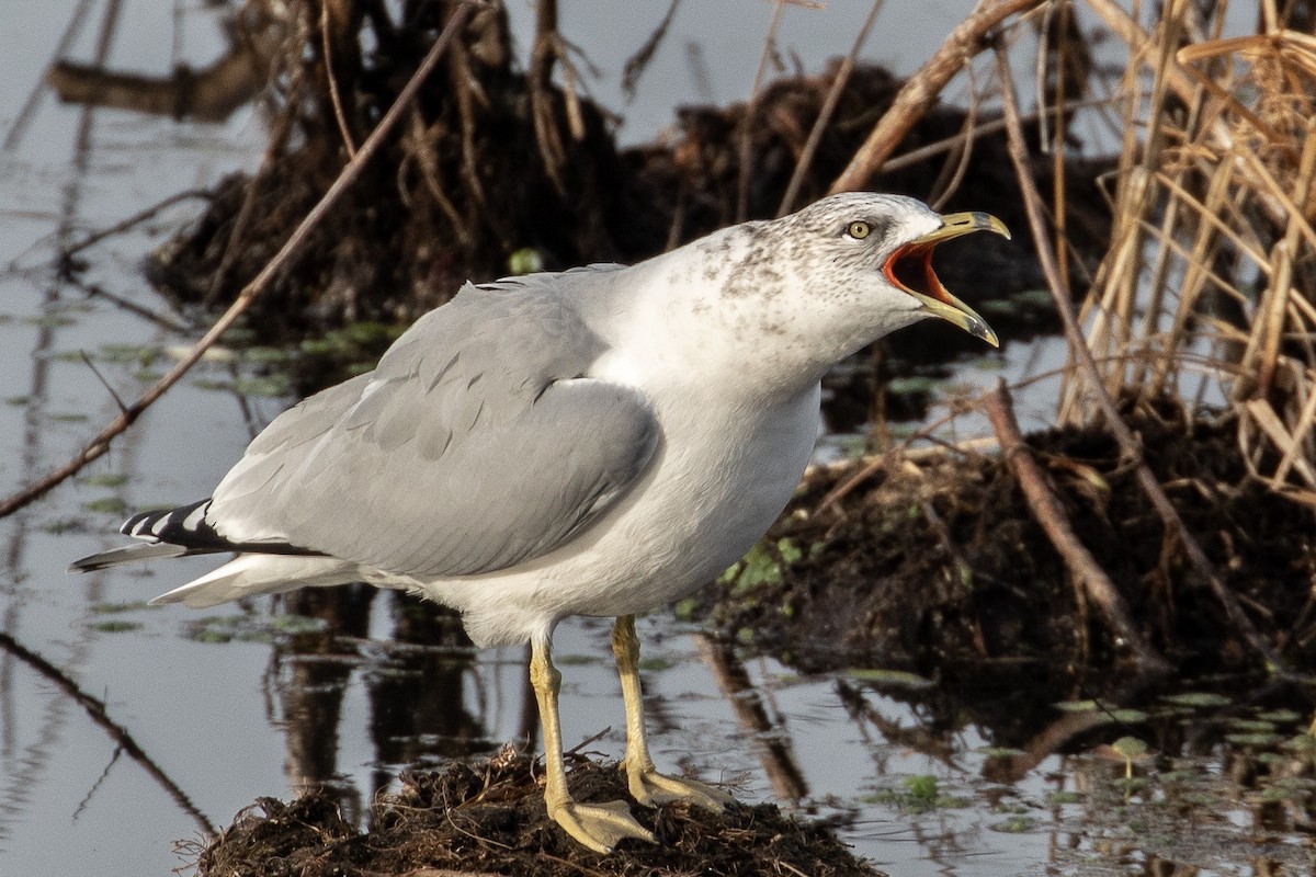 Ring-billed Gull - ML195317571