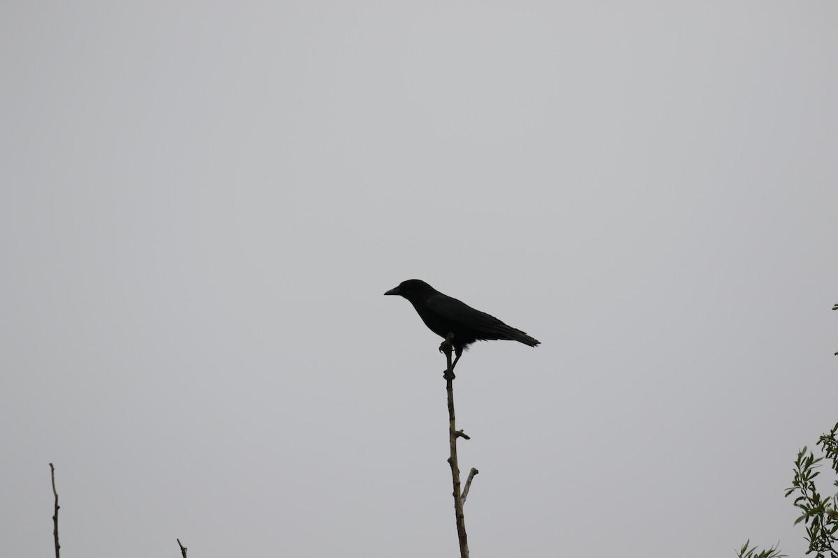 Carrion Crow - Mark  Hogarth