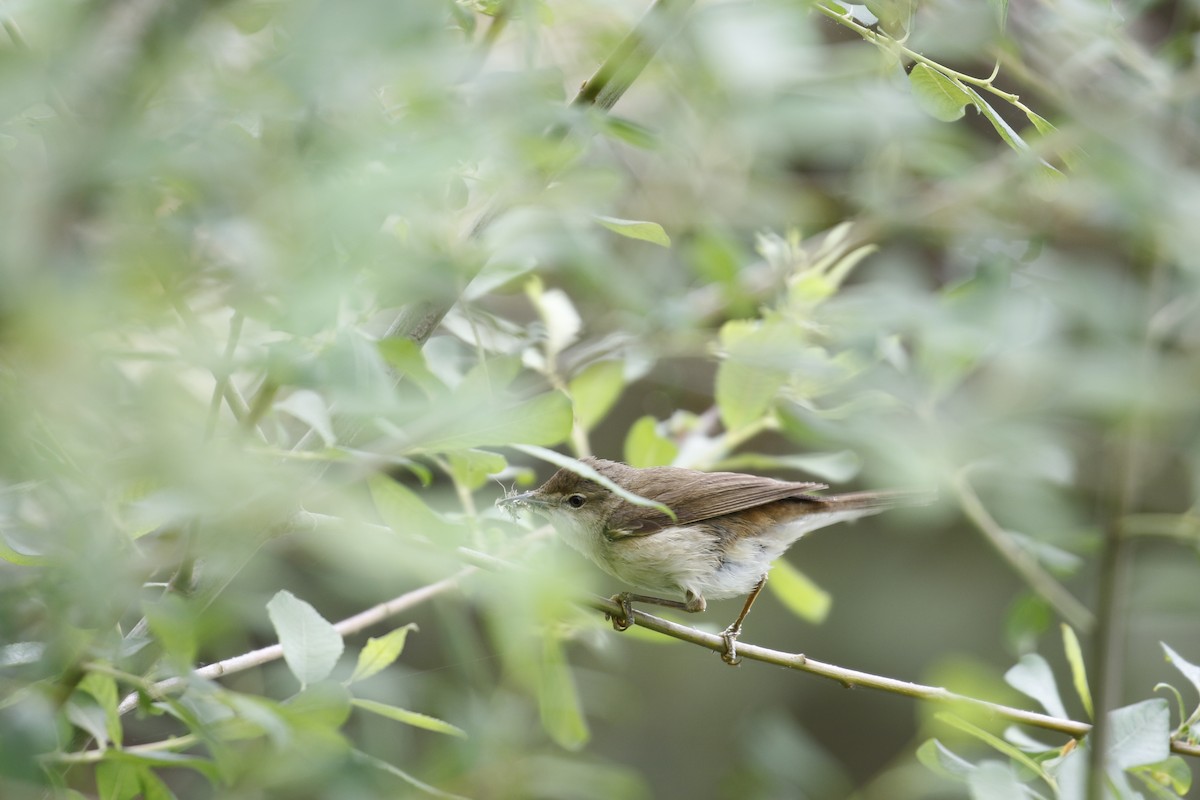 Common Reed Warbler - Mark  Hogarth