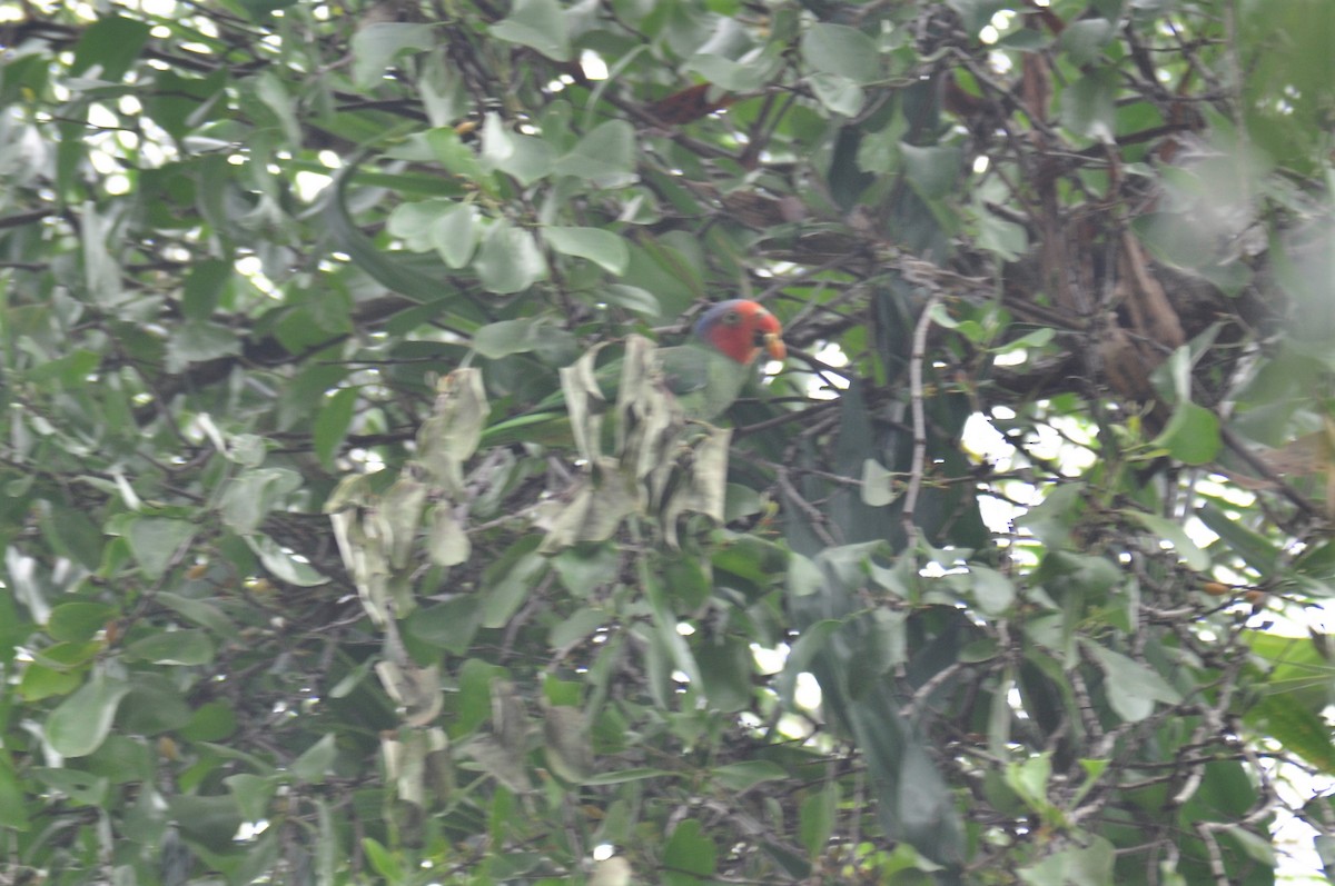 Red-cheeked Parrot - ML195318211