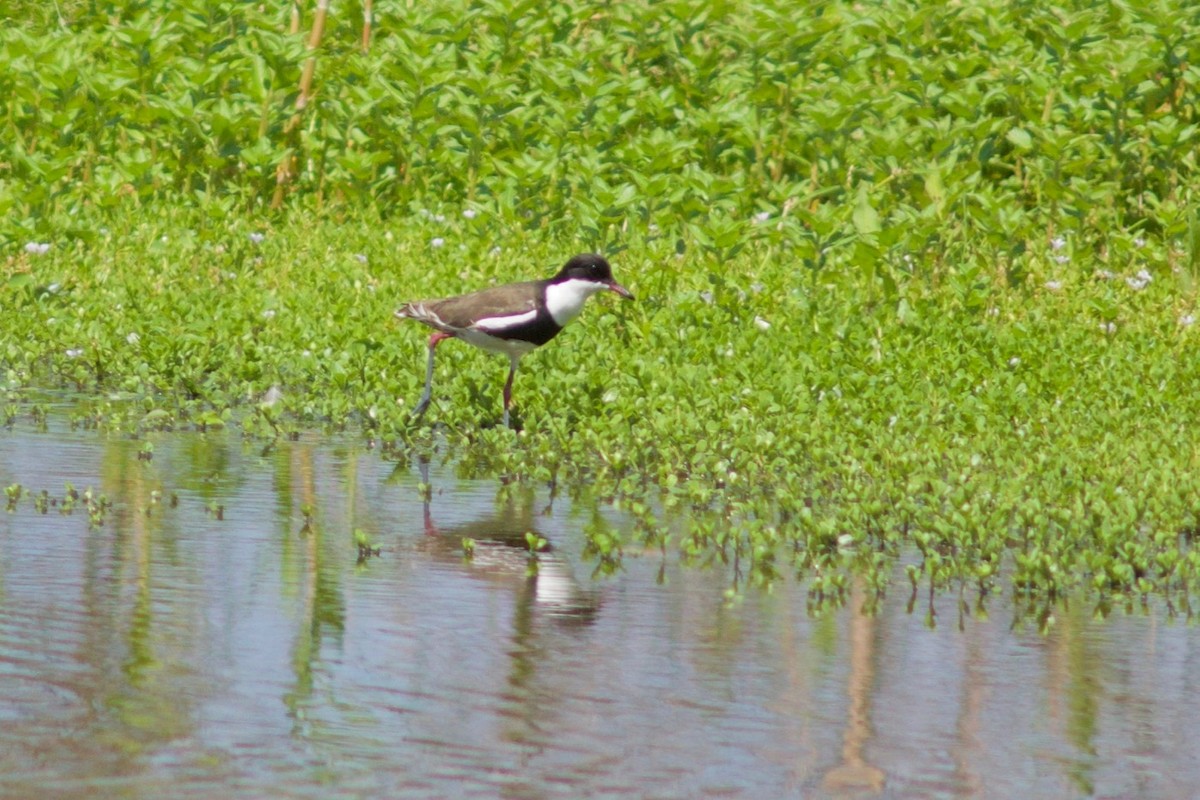 Red-kneed Dotterel - Rose  Wisemantel