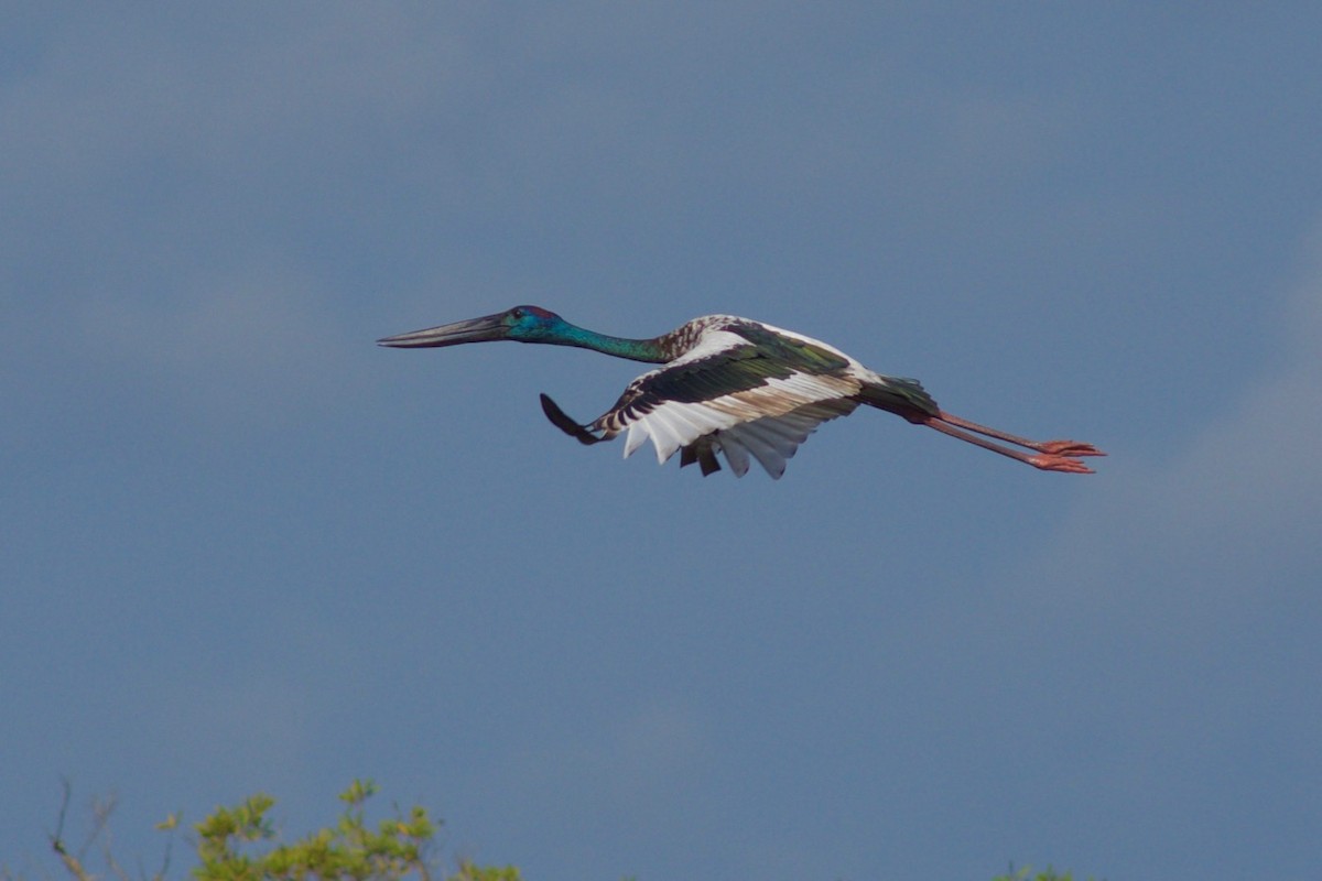 Black-necked Stork - ML195320221