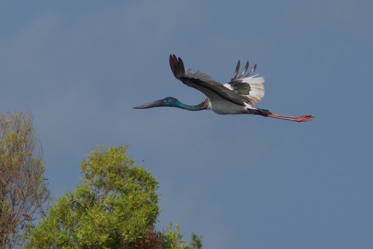 Black-necked Stork - ML195320251