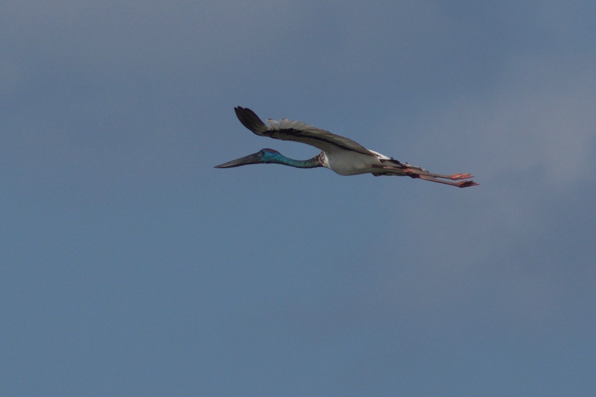 Black-necked Stork - ML195320261