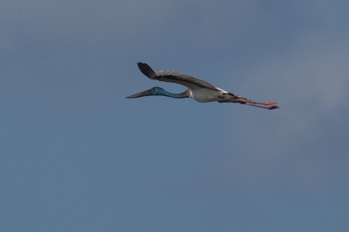 Jabiru d'Asie - ML195320261