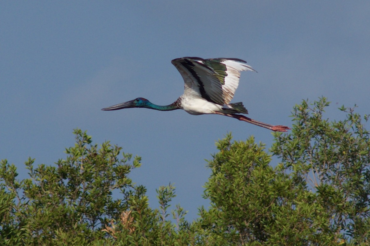 Black-necked Stork - ML195320281