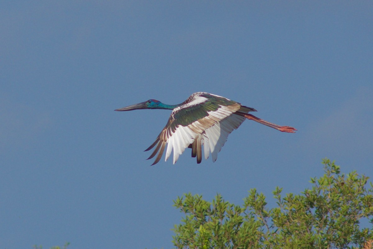 Black-necked Stork - ML195320301