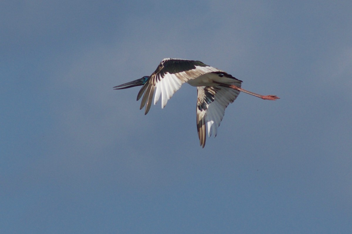 Black-necked Stork - ML195320311