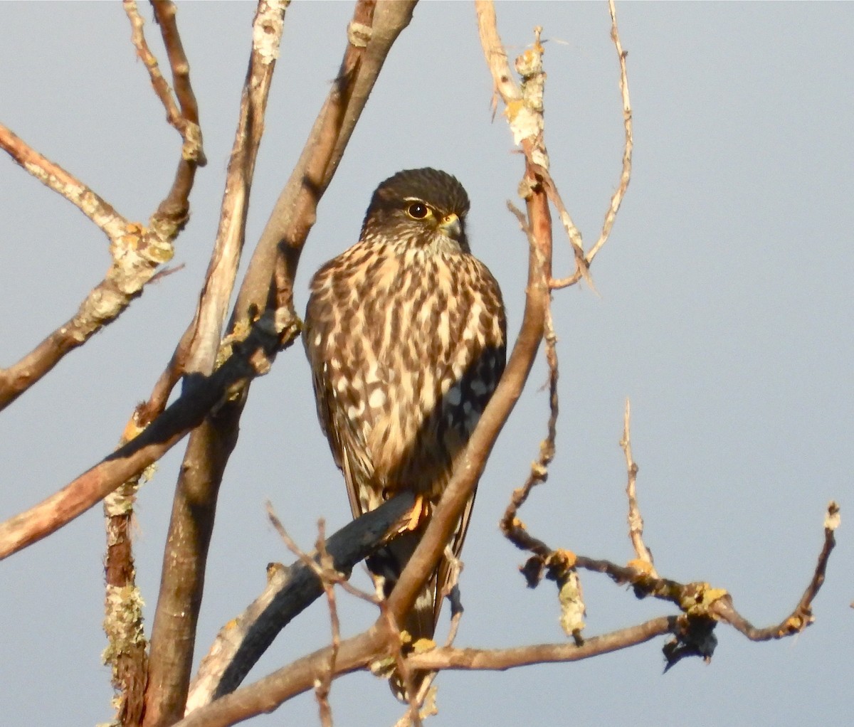 Faucon émerillon (columbarius) - ML195320391