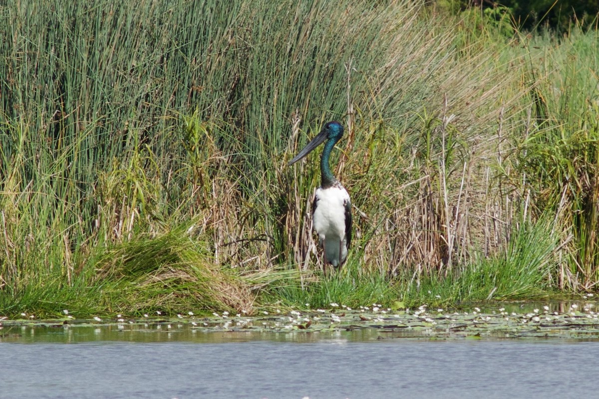 Black-necked Stork - ML195320451