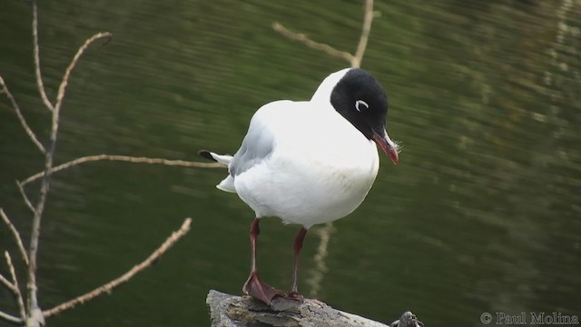 Andean Gull - ML195321381