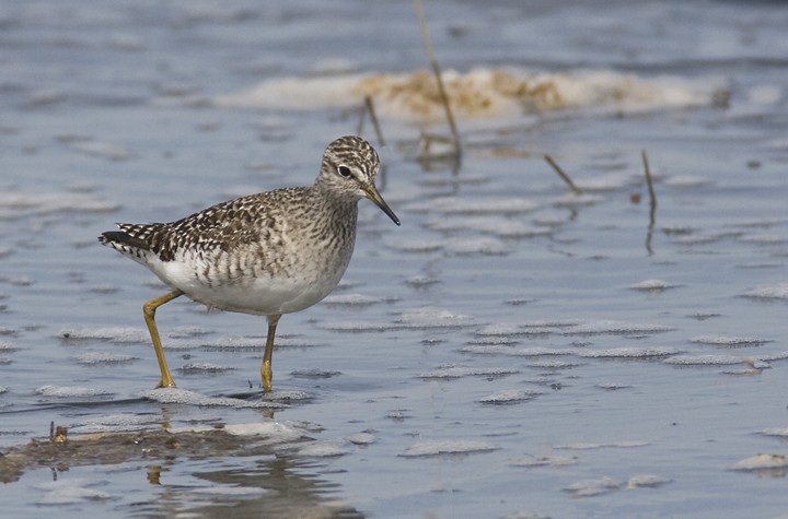 Wood Sandpiper - ML195322121