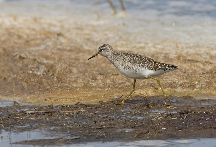 Wood Sandpiper - ML195322141