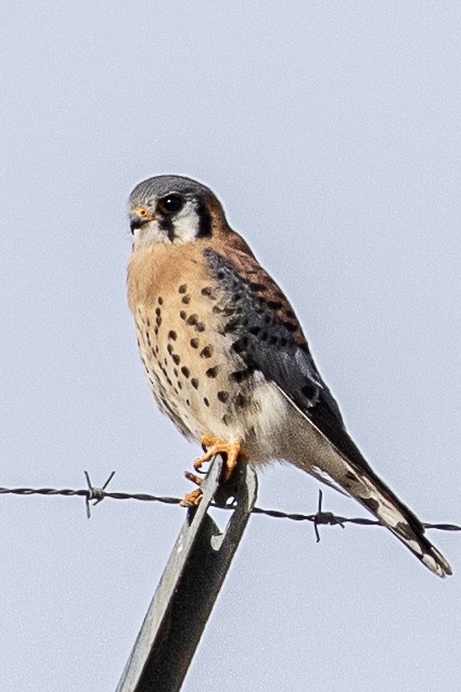 American Kestrel - ML195325591