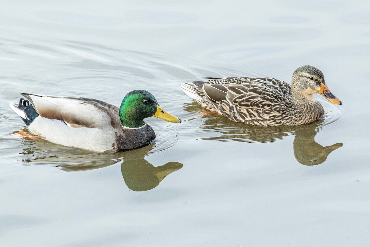 Mallard - ML195326051