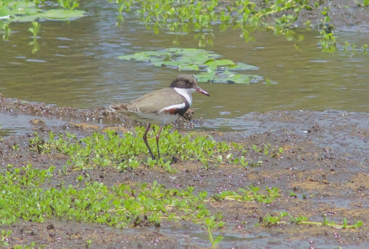 Red-kneed Dotterel - ML195326641