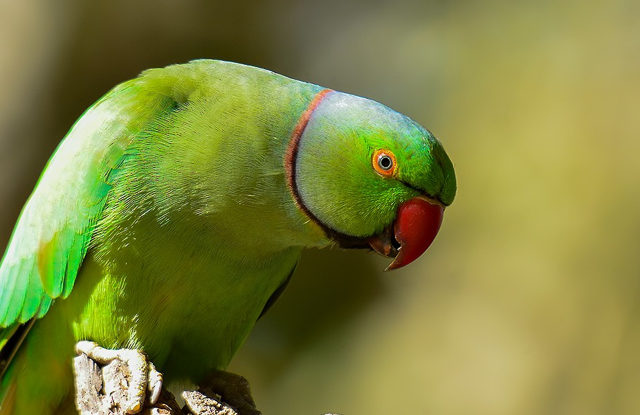 Rose-ringed Parakeet - ML195331941