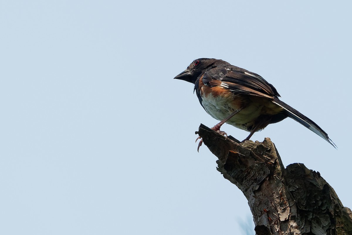 Eastern Towhee - ML195333851