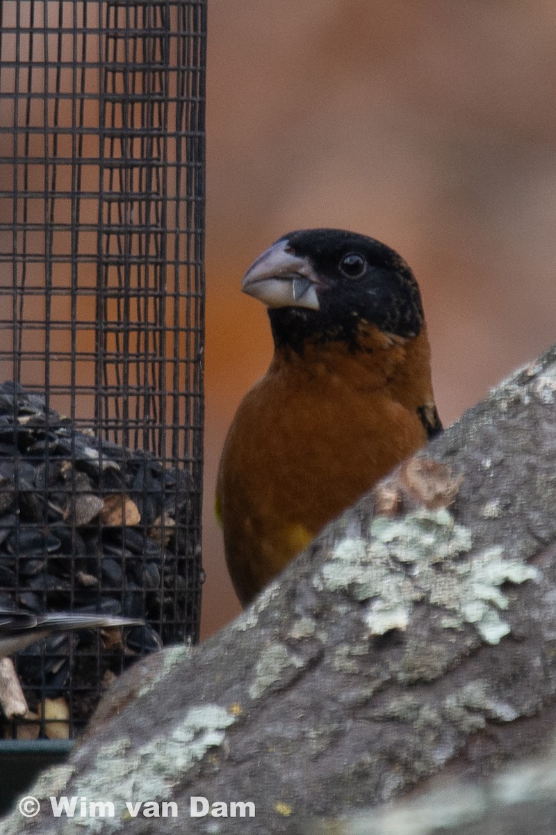 Black-headed Grosbeak - ML195333961