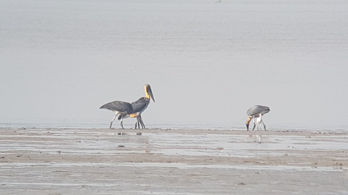 Lesser Adjutant - ML195336891